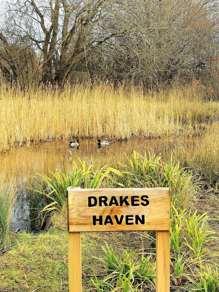 Dobcroft Nature Reserve