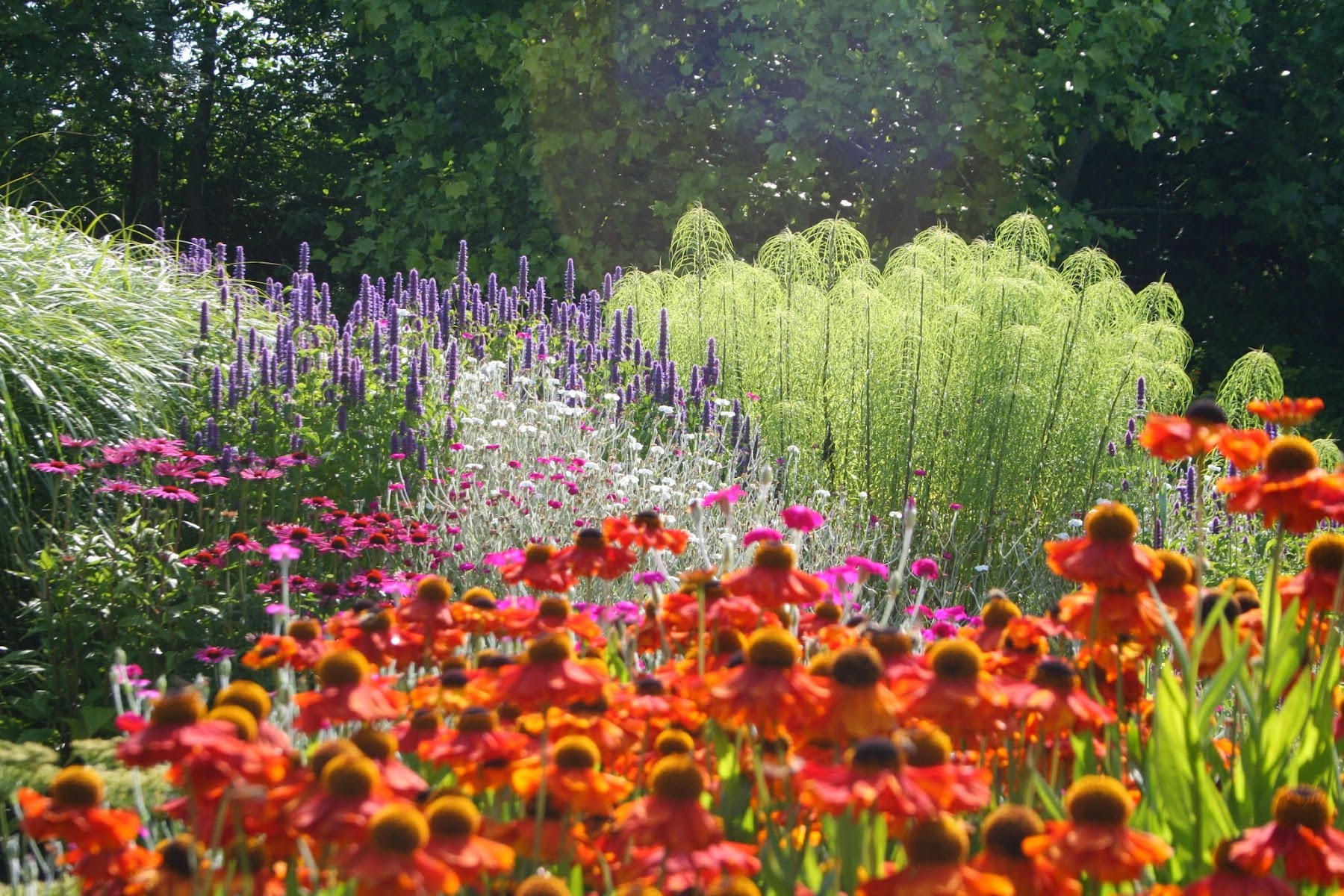 Bluebell Cottage Gardens