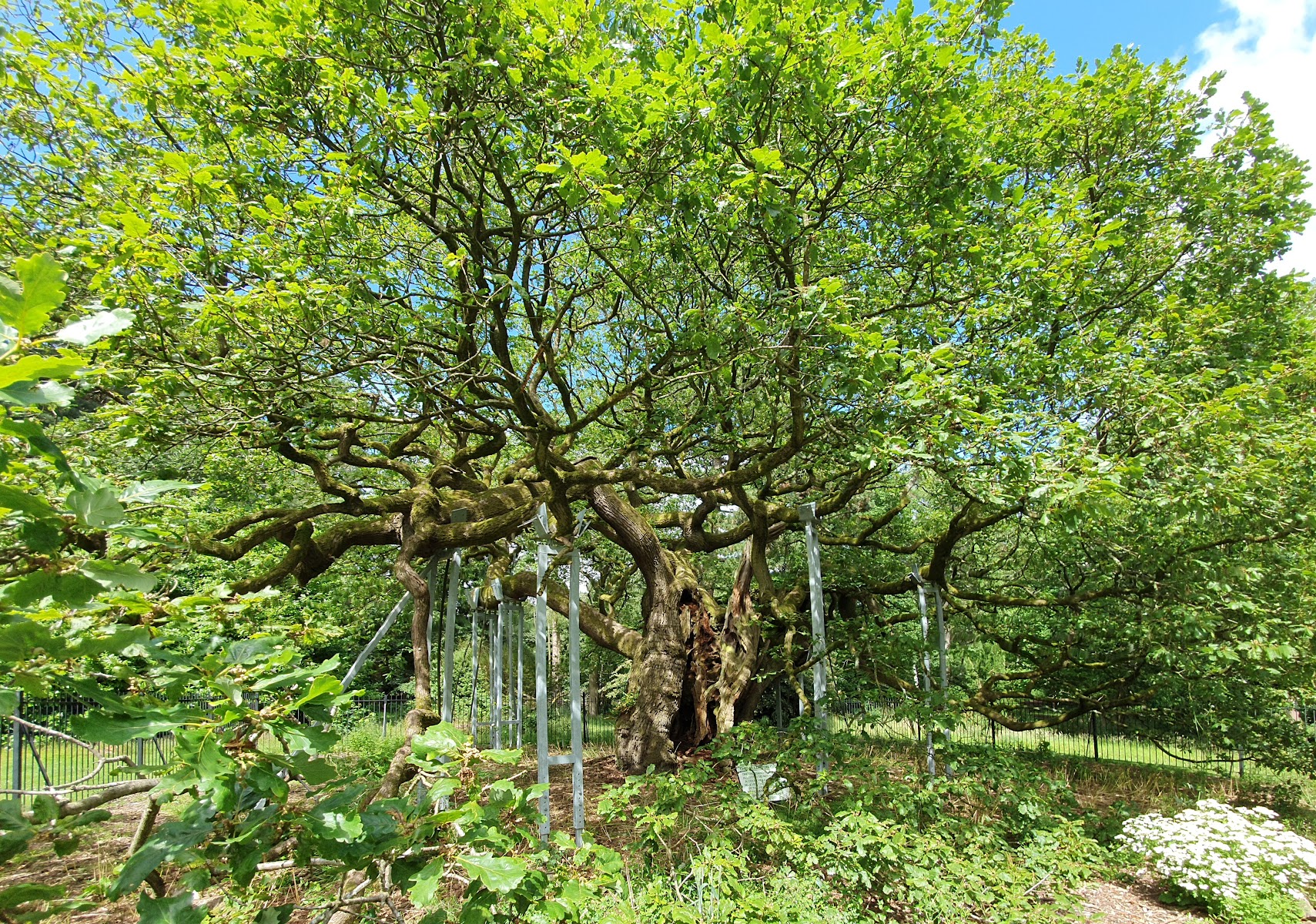The Allerton Oak
