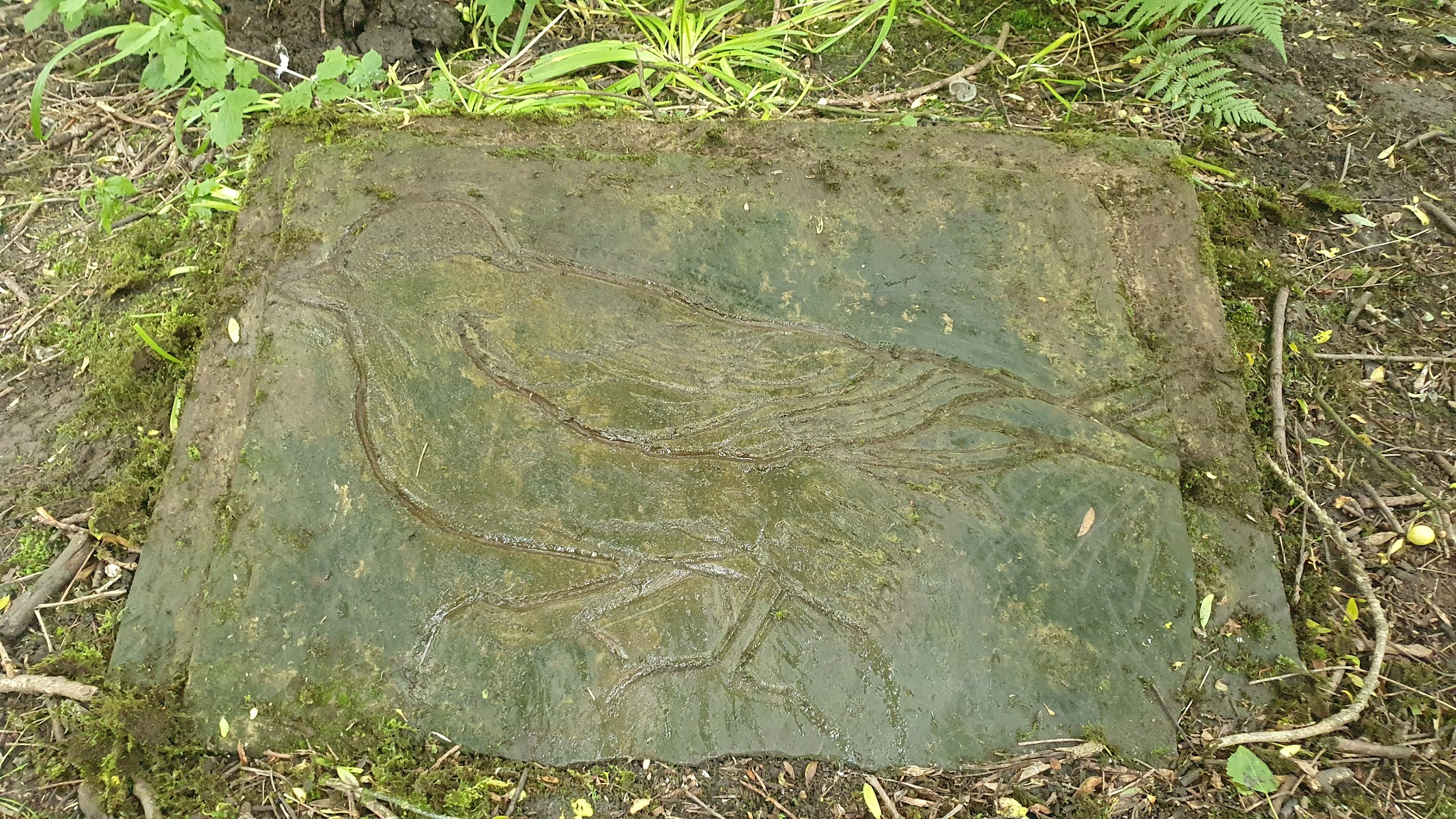 Engraving of a bird by Philip Garrett