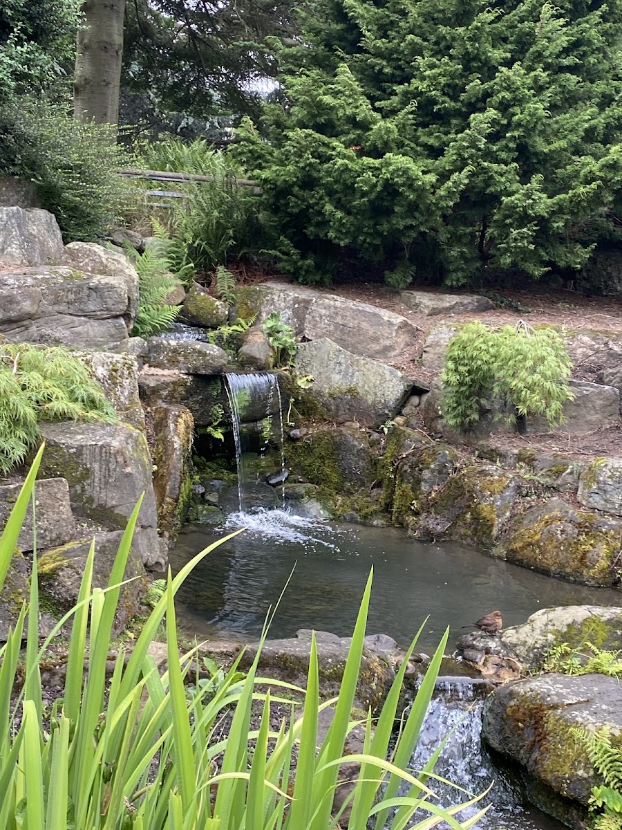 Rock Garden