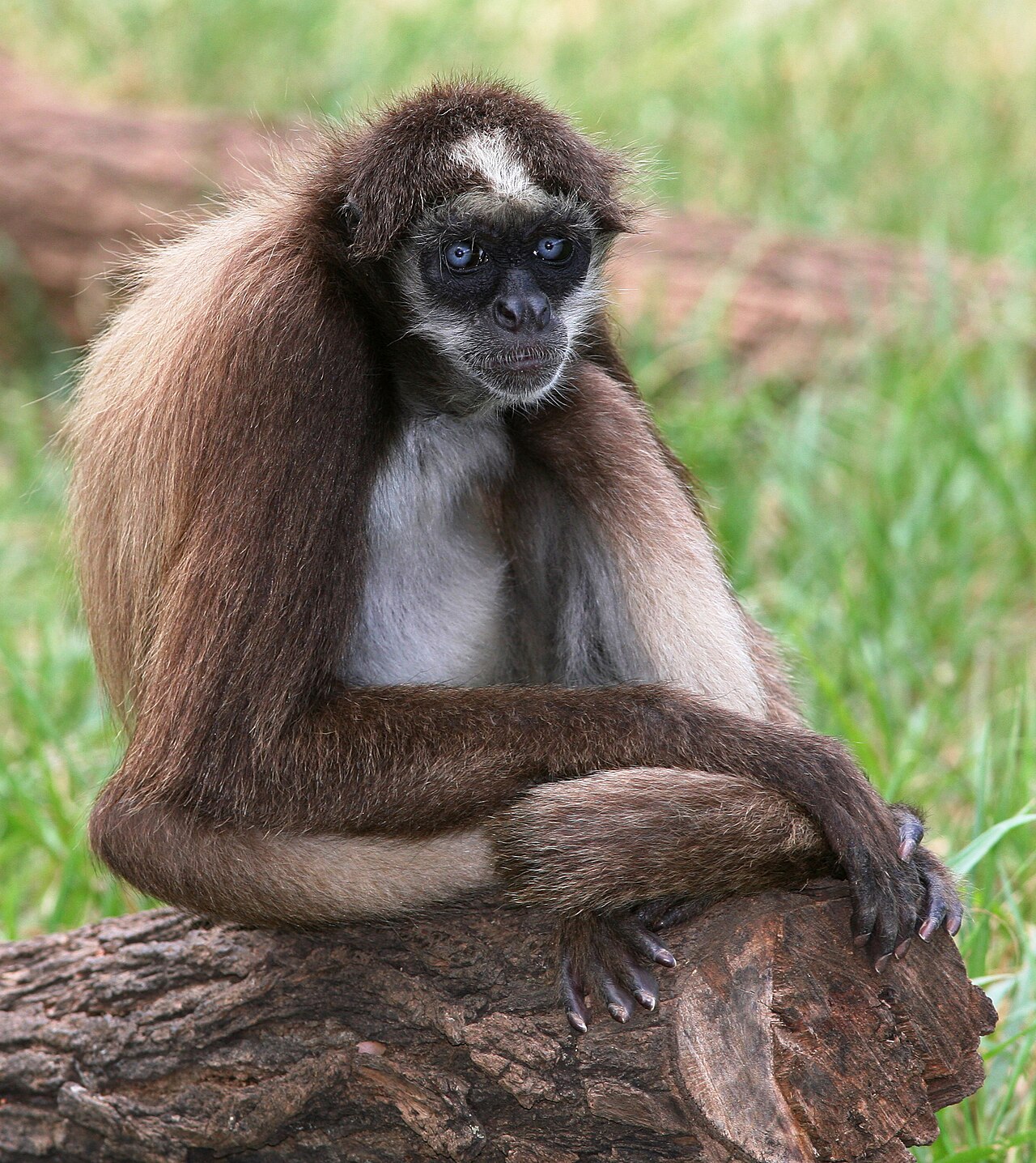Monkey Valley