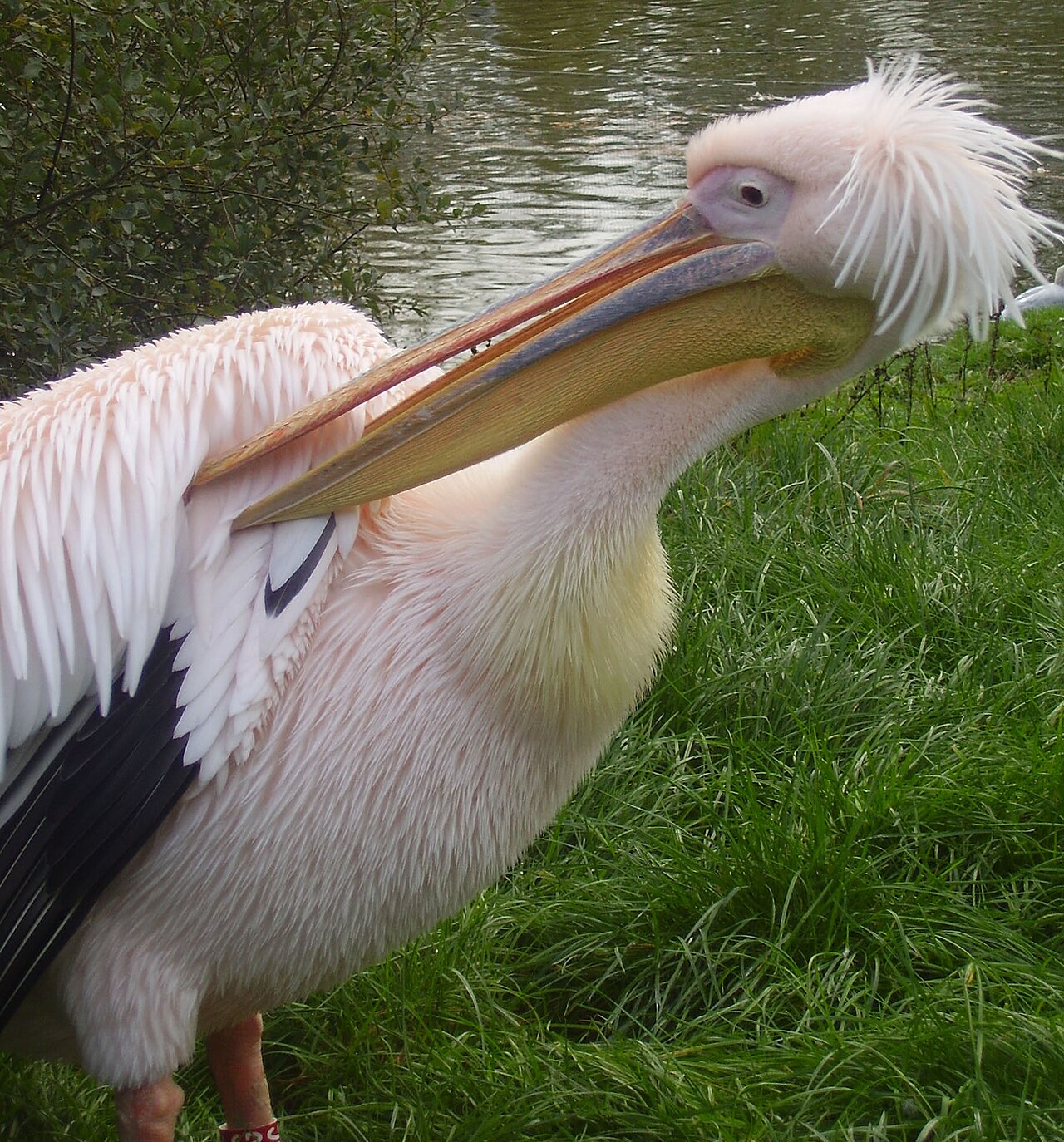Blackpool Zoo