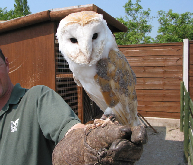Gauntlet Birds of Prey - Eagle & Vulture Park (Knutsford)