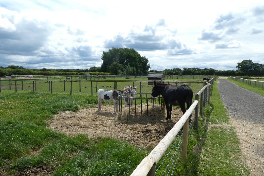 Piglets Adventure Farm