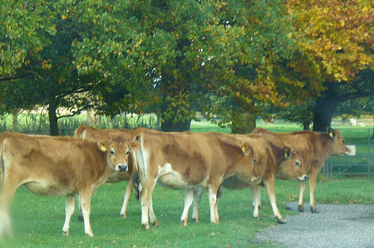 Home Farm Attingham