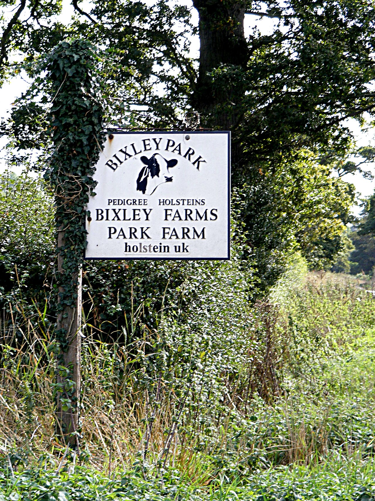 Park Farm Sunflower Meadow