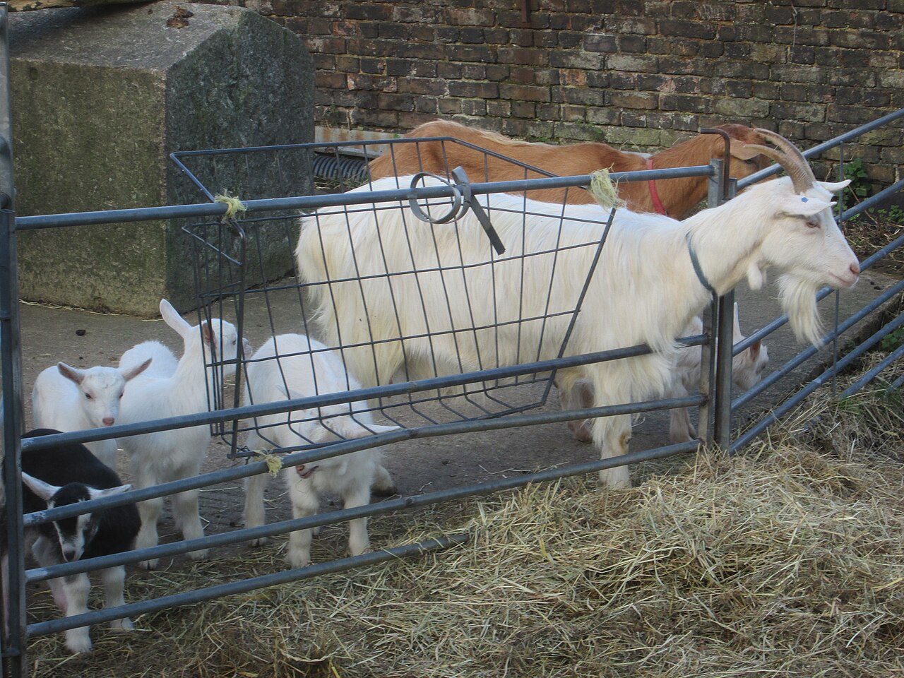 Kentish Town City Farm