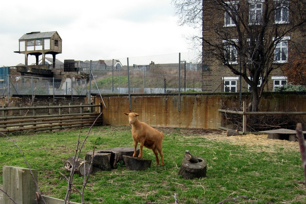 Spitalfields City Farm