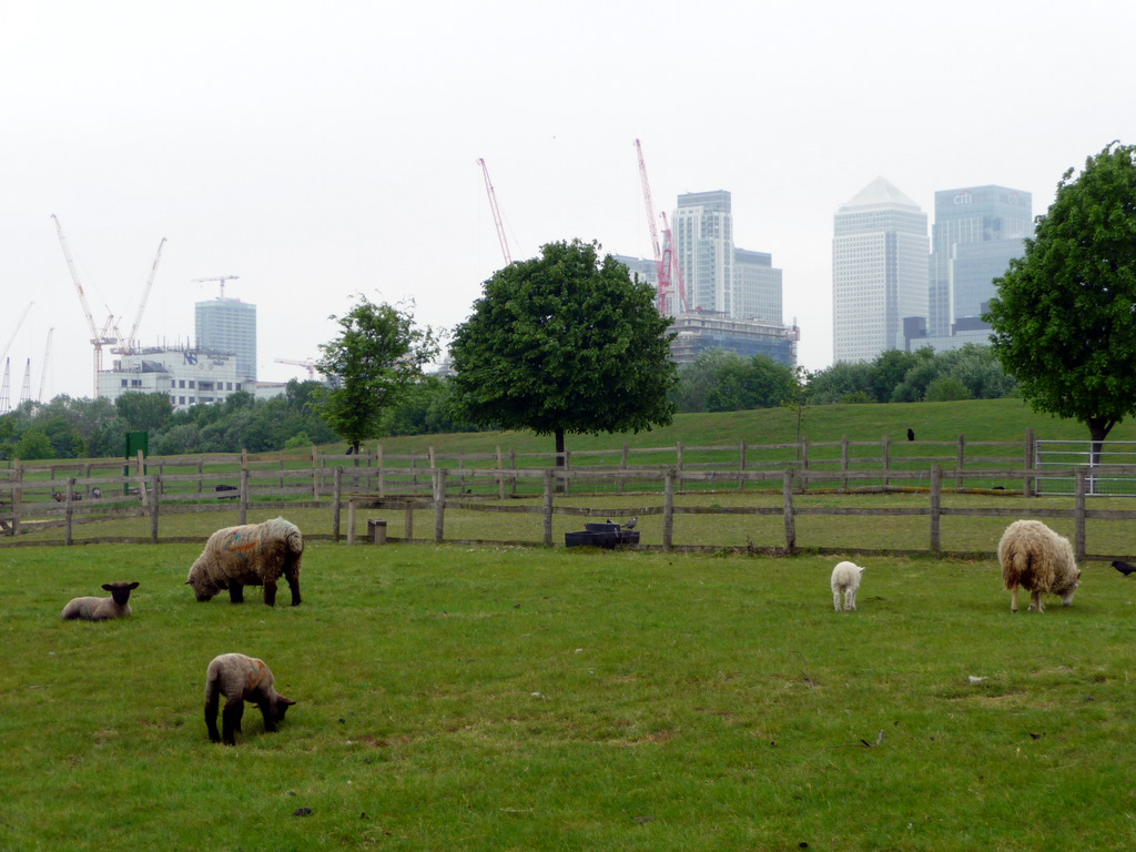 Mudchute Park and Farm