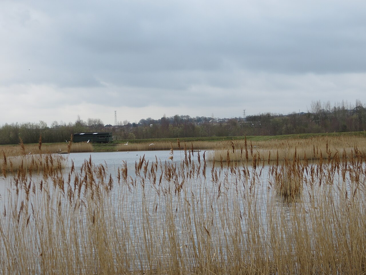 RSPB Dearne Valley - Old Moor
