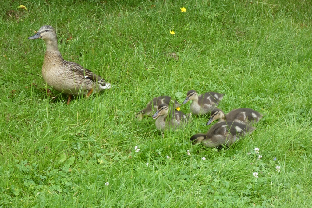 Duck Pond
