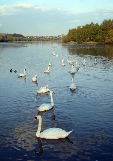 RSPB Fairburn Ings