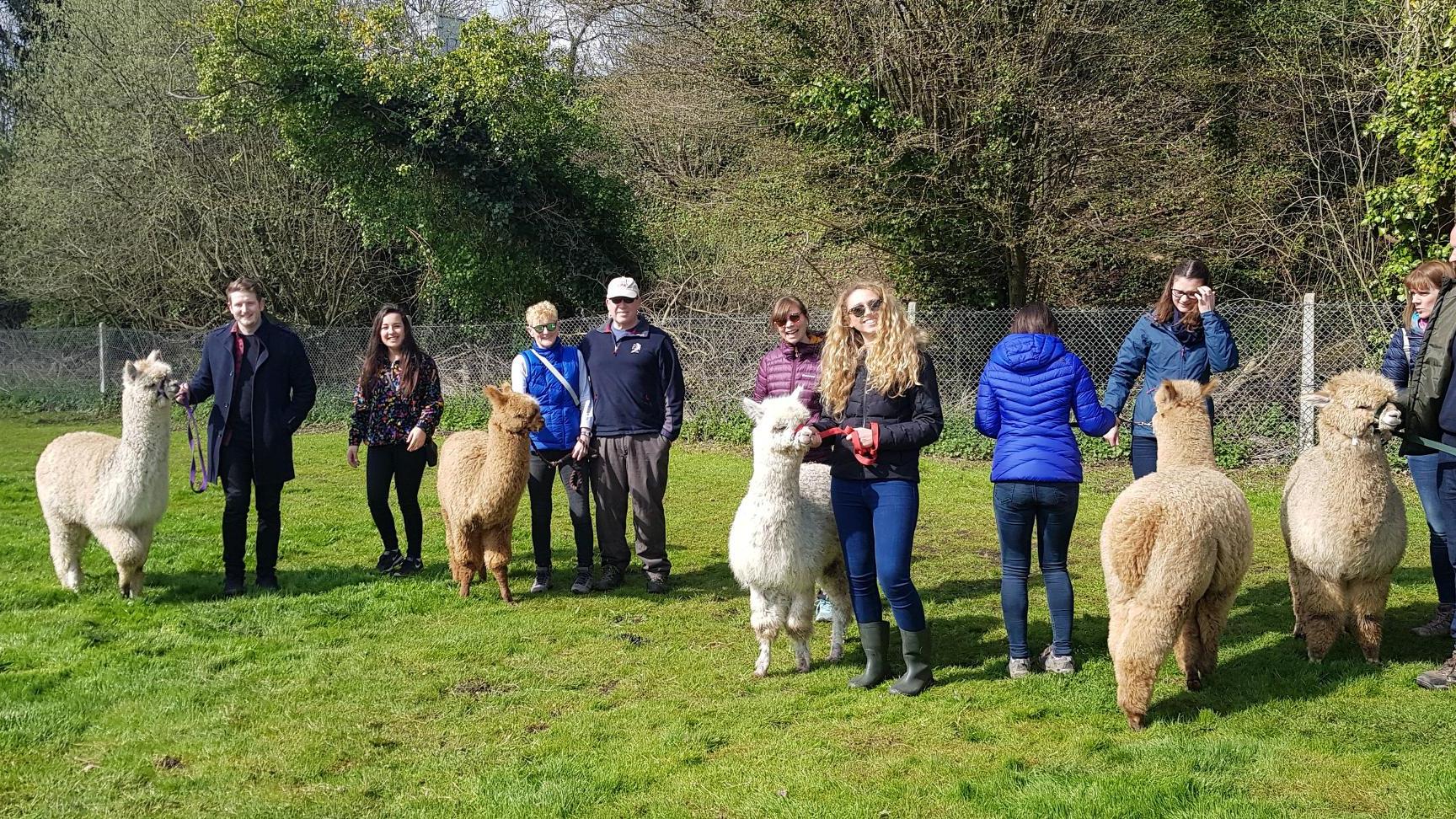 Hensting Alpacas