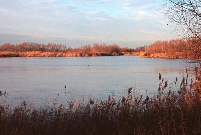 RSPB Fen Drayton Lakes