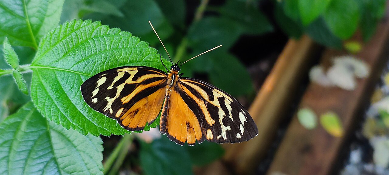 Guy's Butterfly House