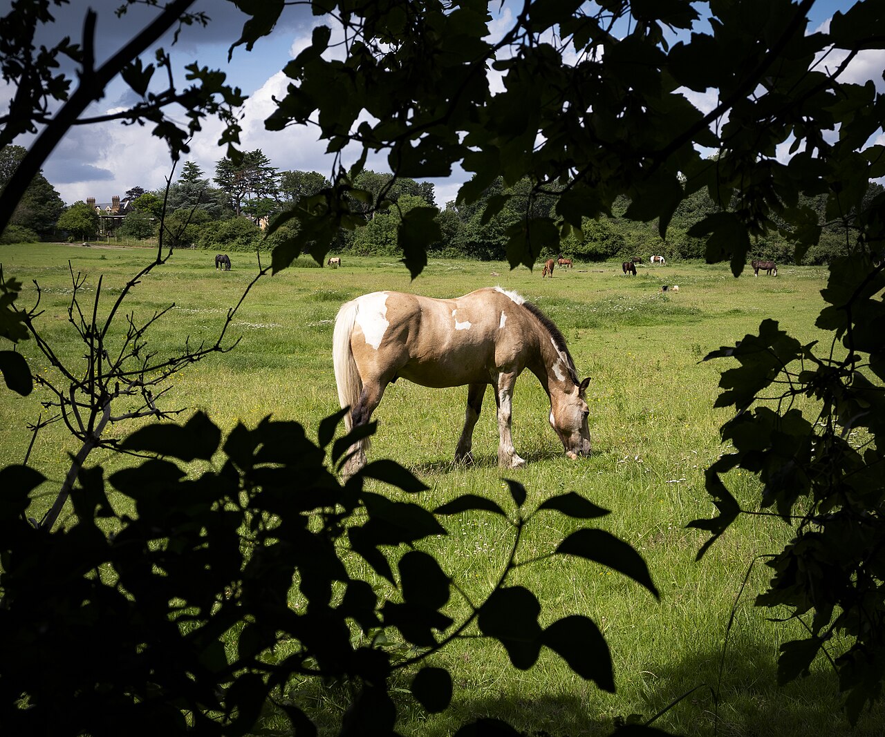 Mottingham Farm Equestrian Centre