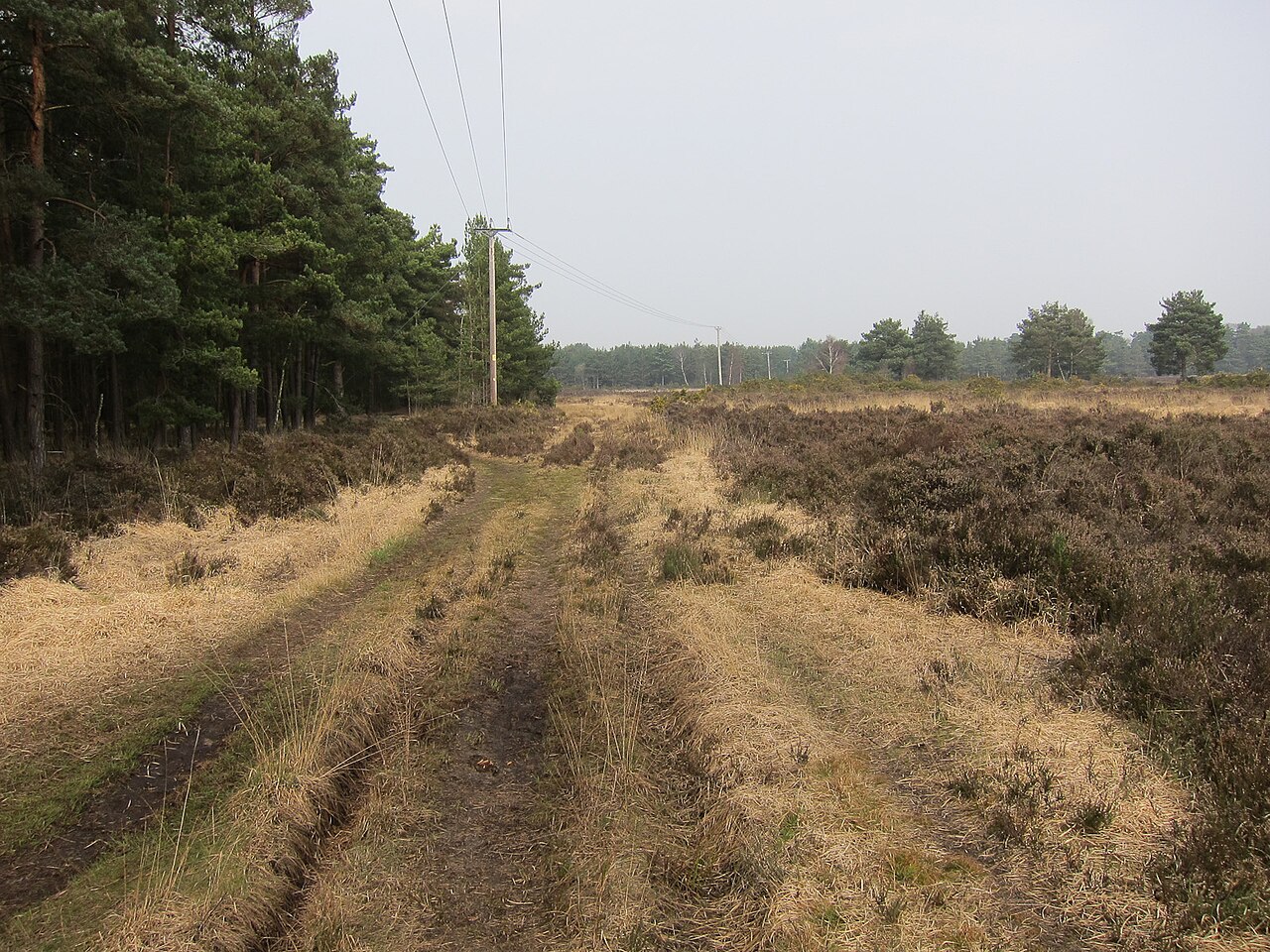 Thursley Common National Nature reserve