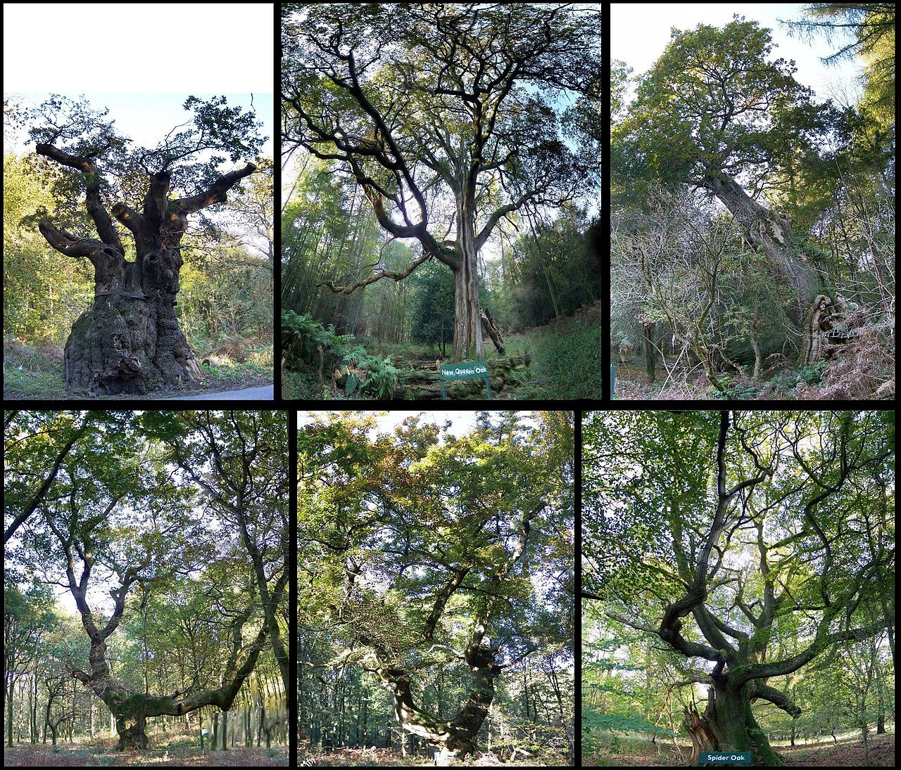 Savernake Forest