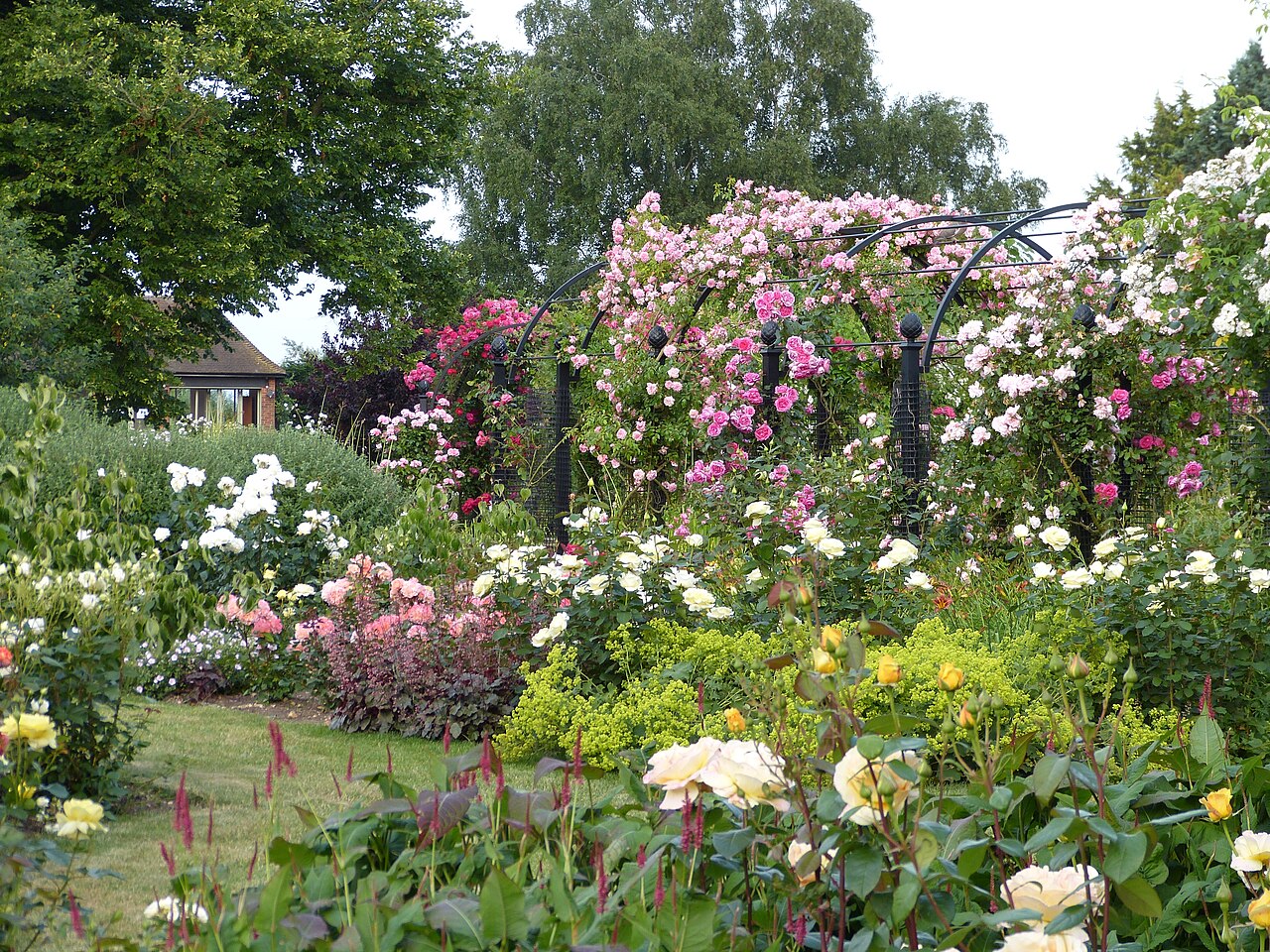 Rose Garden