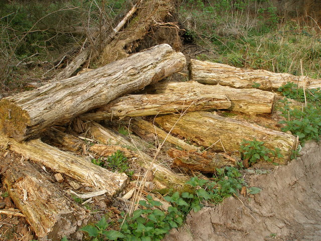 Wynyard Woodland Walk