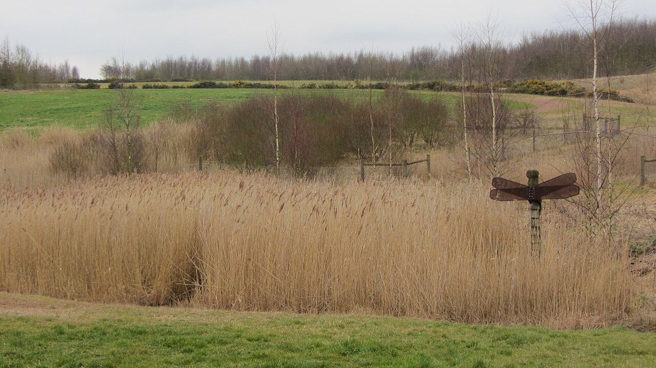 Brodsworth Community Woodland