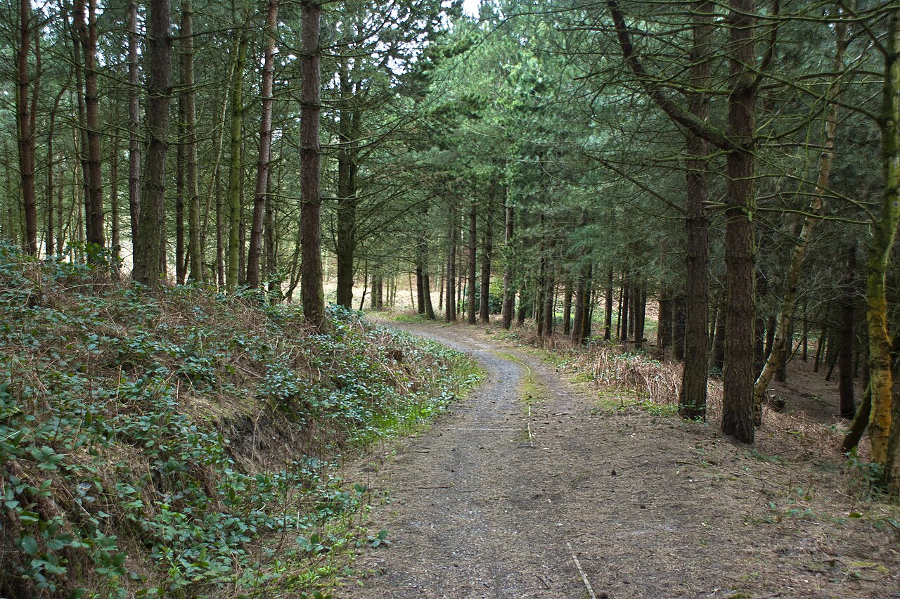 Daresbury Firs