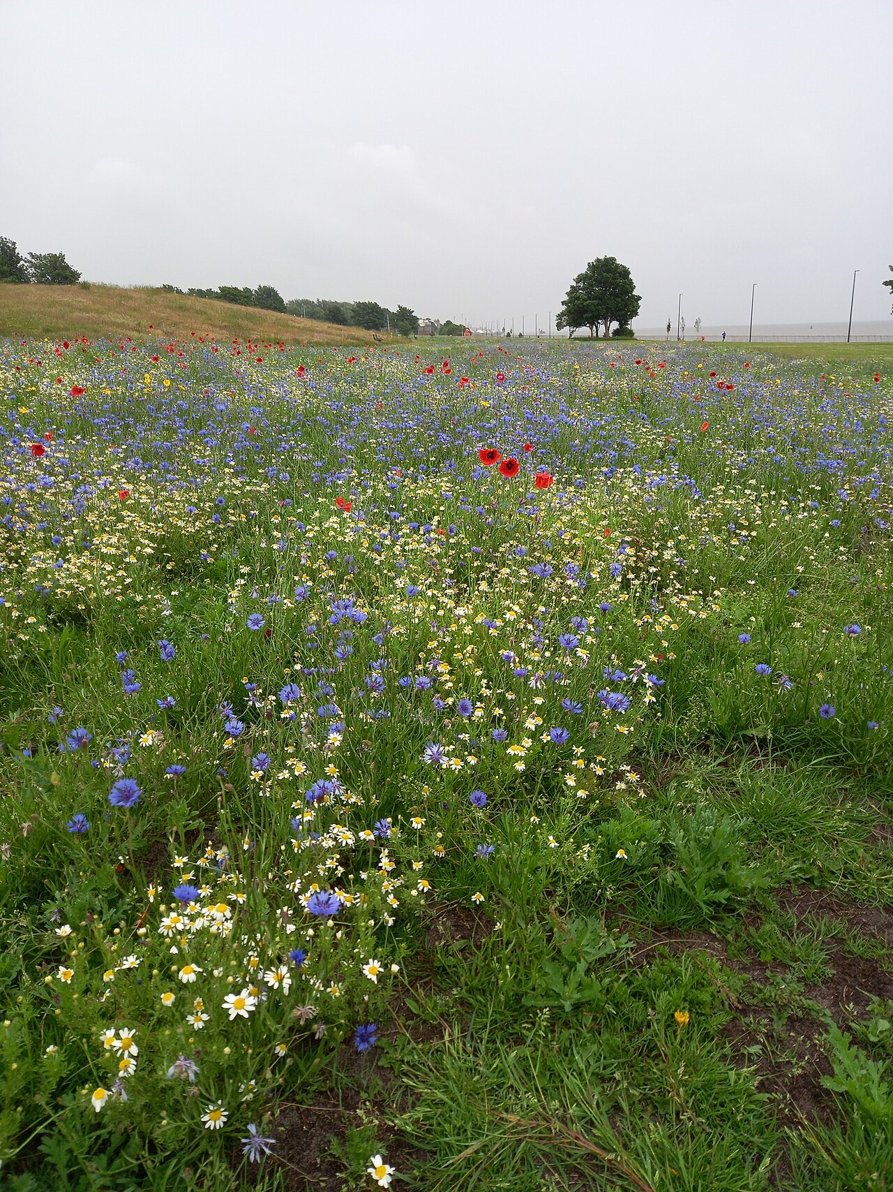 The Riverside Park Meadow