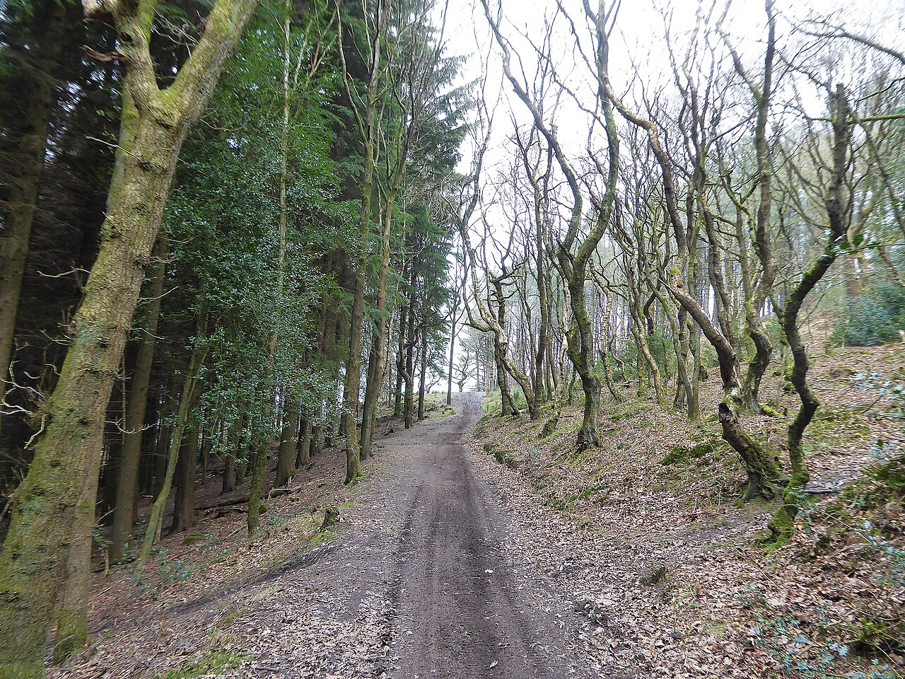 Healey Nab Mountain Bike Tracks