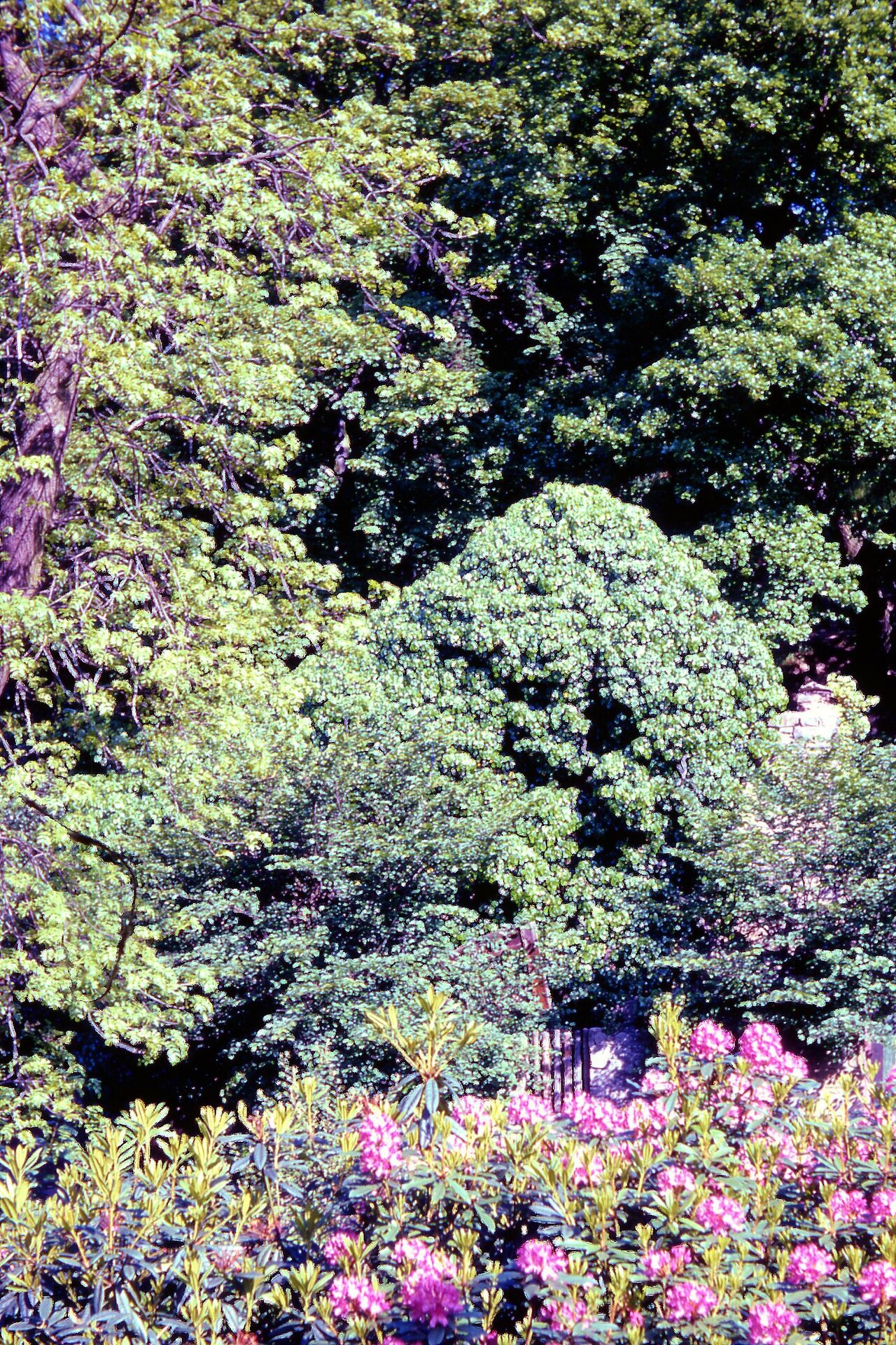 Jesmond Dene Quarry