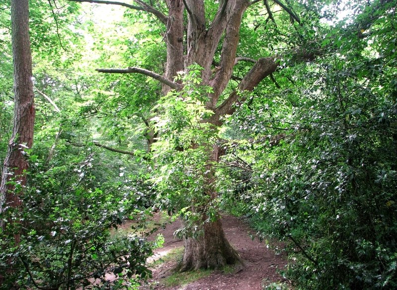 The Ash Tree