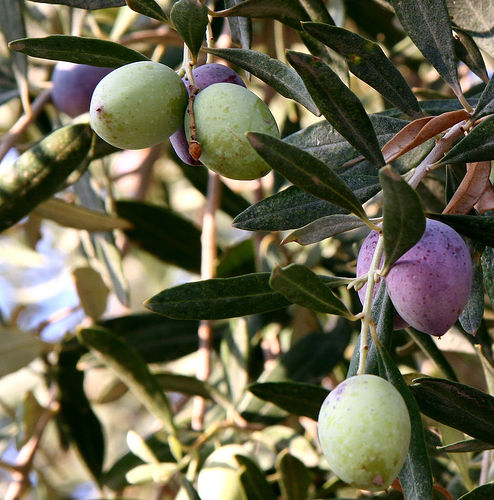 Olive House