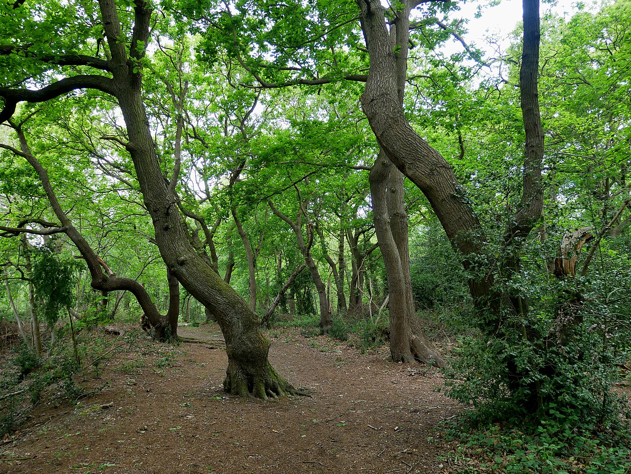 Lesnes Abbey Woods