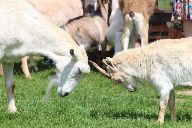 Buttercups Sanctuary for Goats
