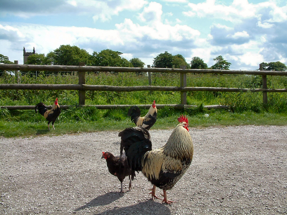 Lydiate Hall Farm Shop