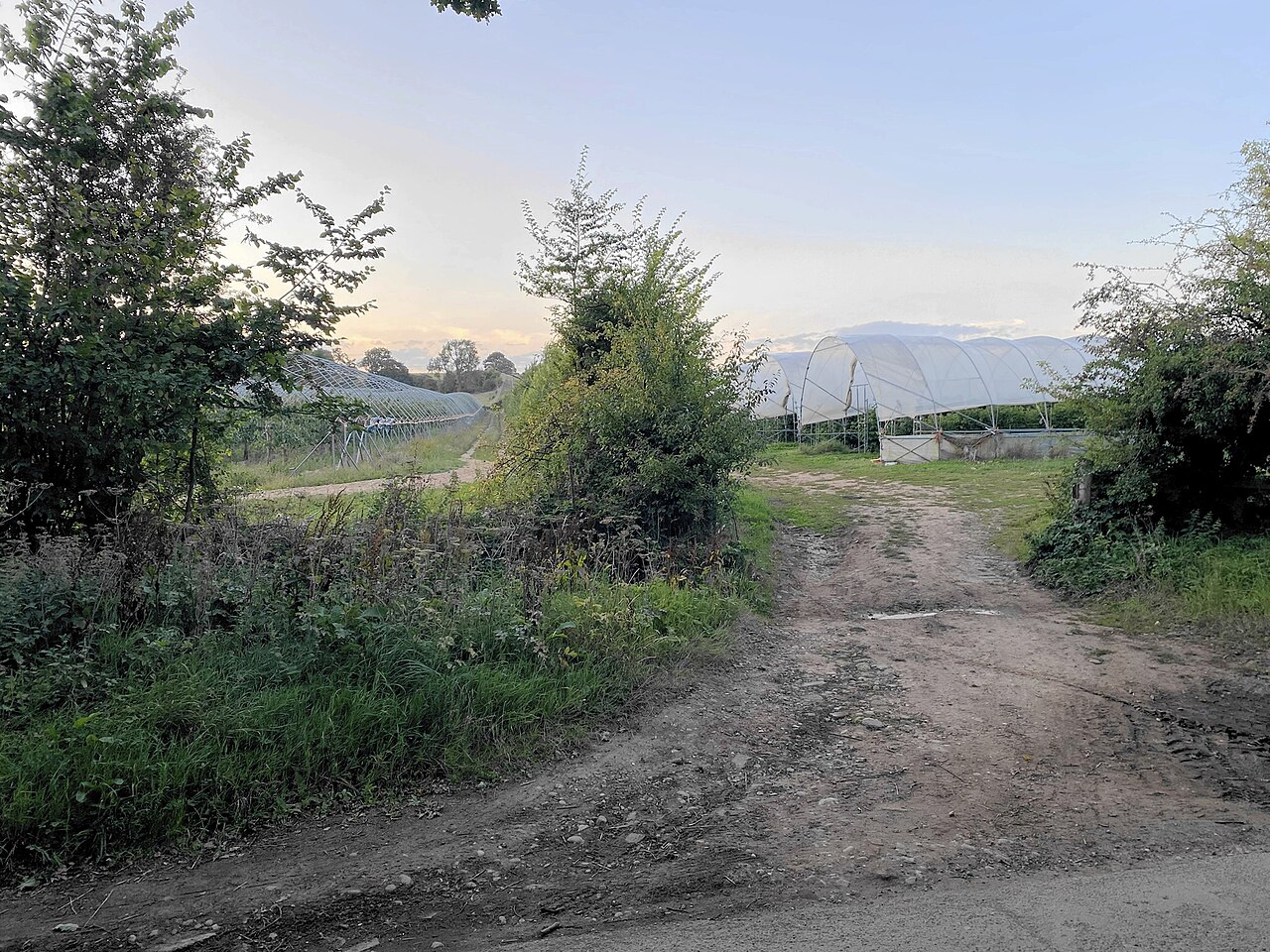 Littywood Farm - NOT OPEN FOR 'PICK YOUR OWN'