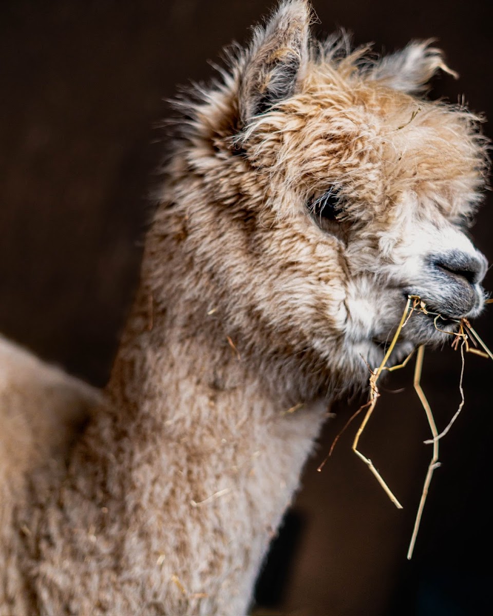 Alpaca, Donkey and goat walking and experiences at Felley Ranch