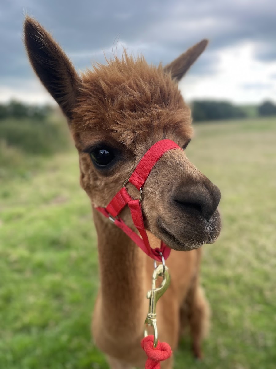 Derbyshire Alpacas