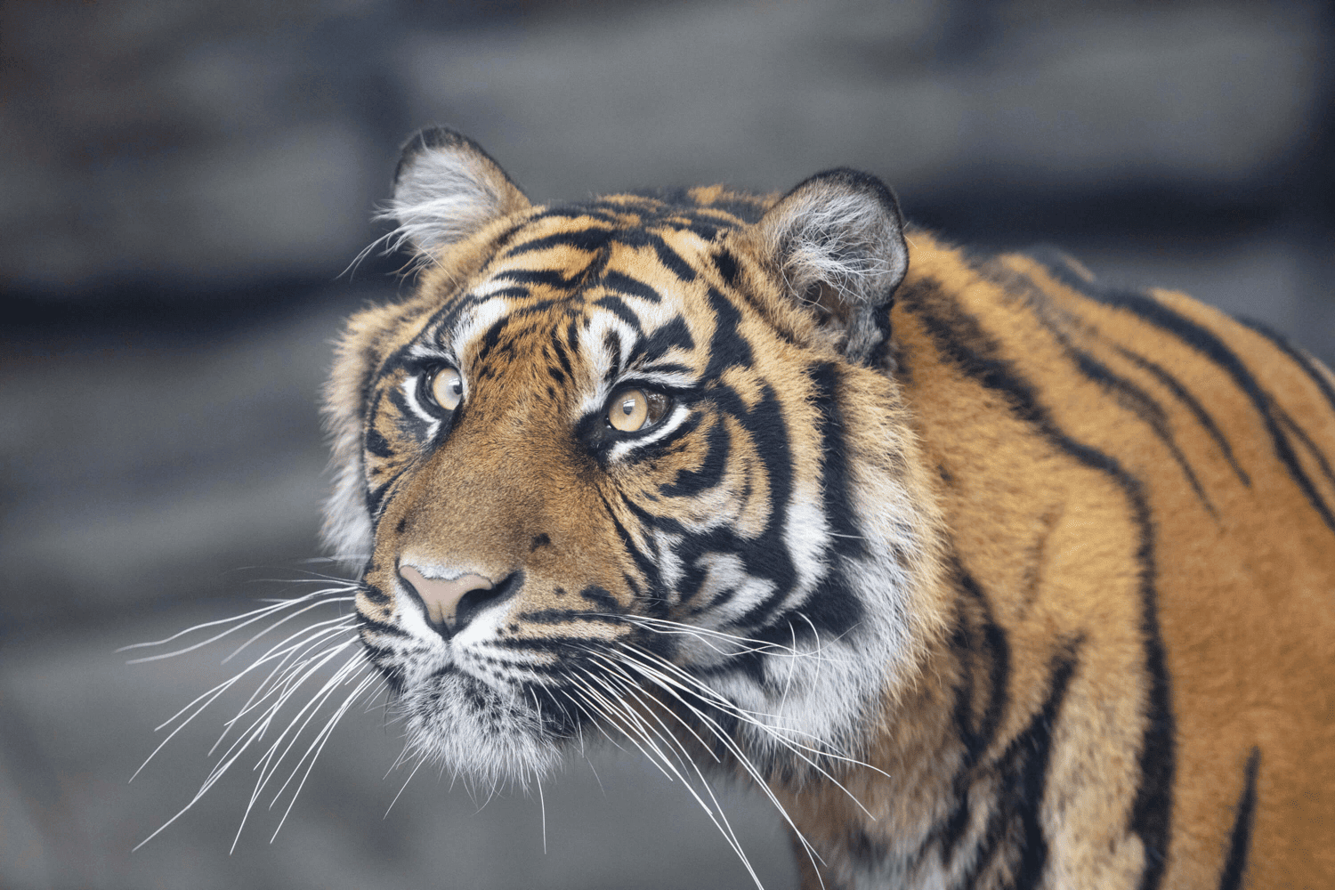 Tiger Enclosure - Twycross Zoo