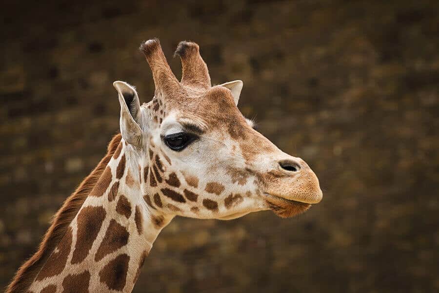 Giraffe House - Twycross Zoo