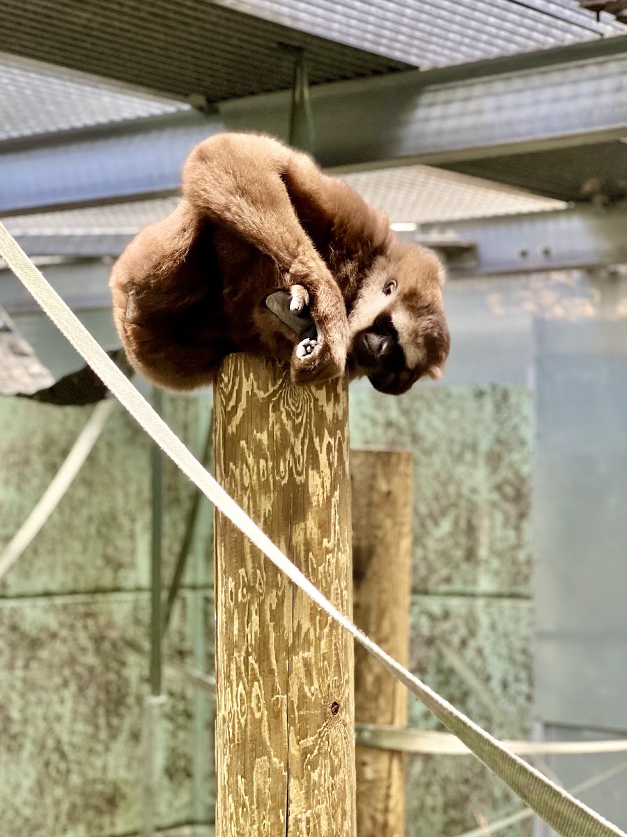 Bonobos of the Congo Basin - Twycross Zoo