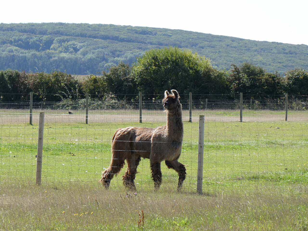 West Wight Alpacas & Llamas