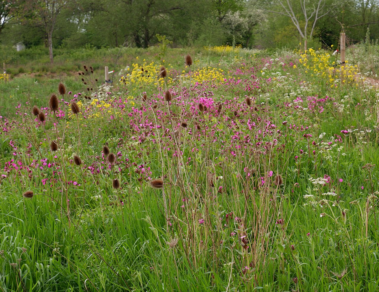 Pear Tree Park
