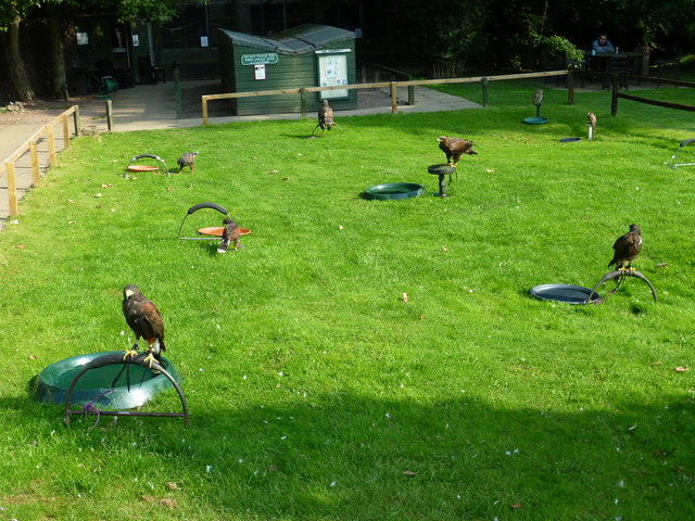 Falconry Scotland