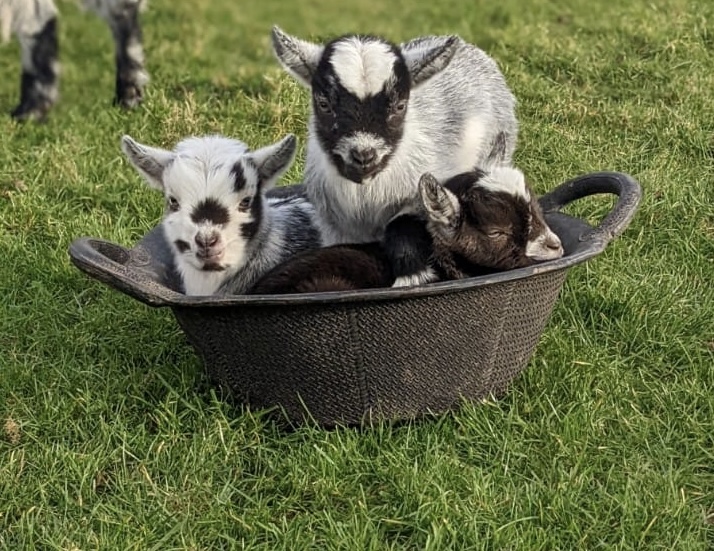 Small Breeds