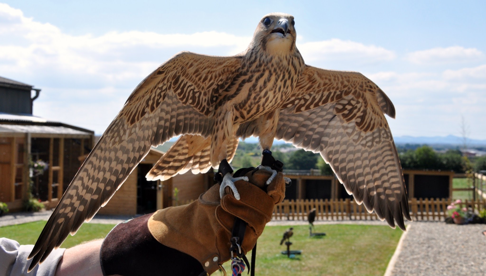 Battlefield Bird of Prey Centre formerly Battlefield Falconry Centre