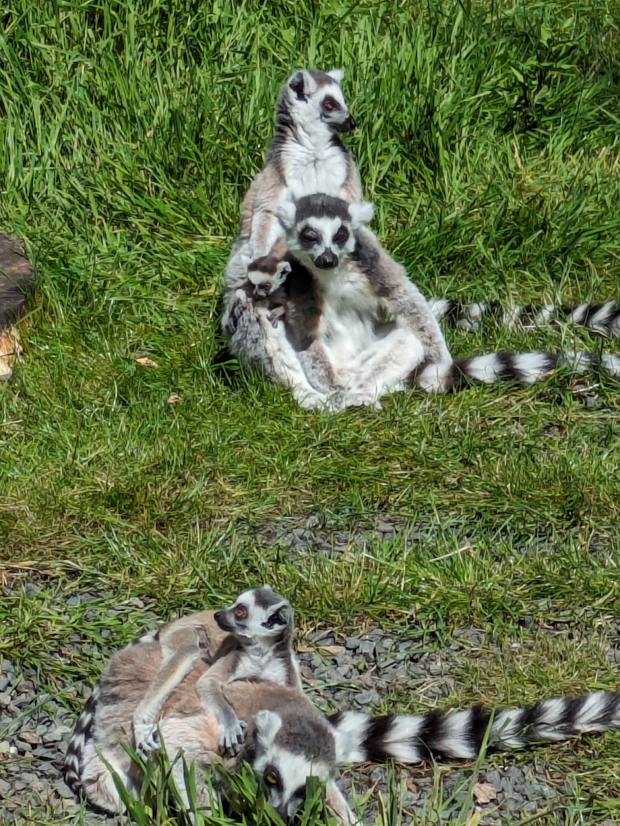 Lemur Wood