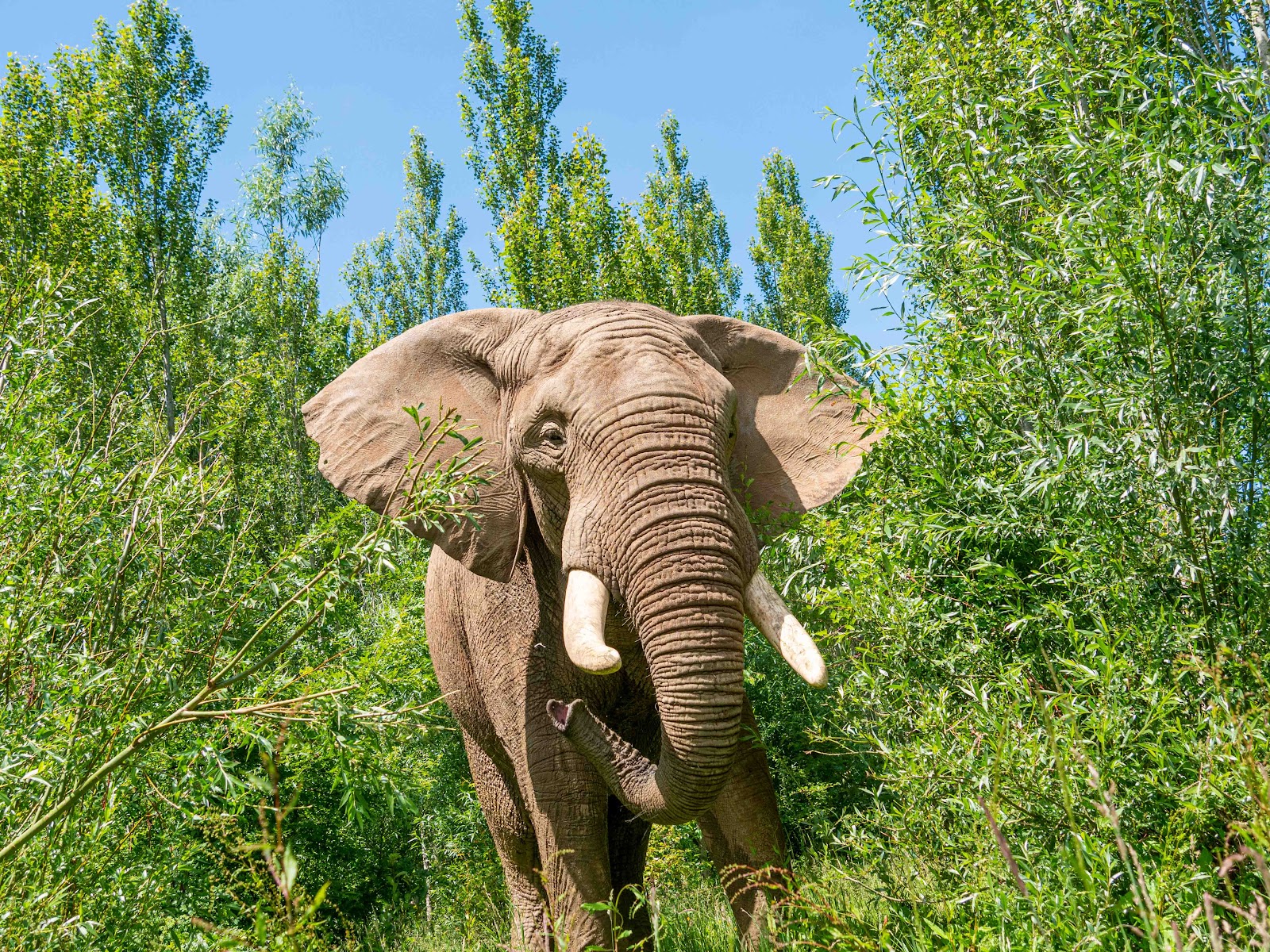 Noah's Ark Zoo Farm