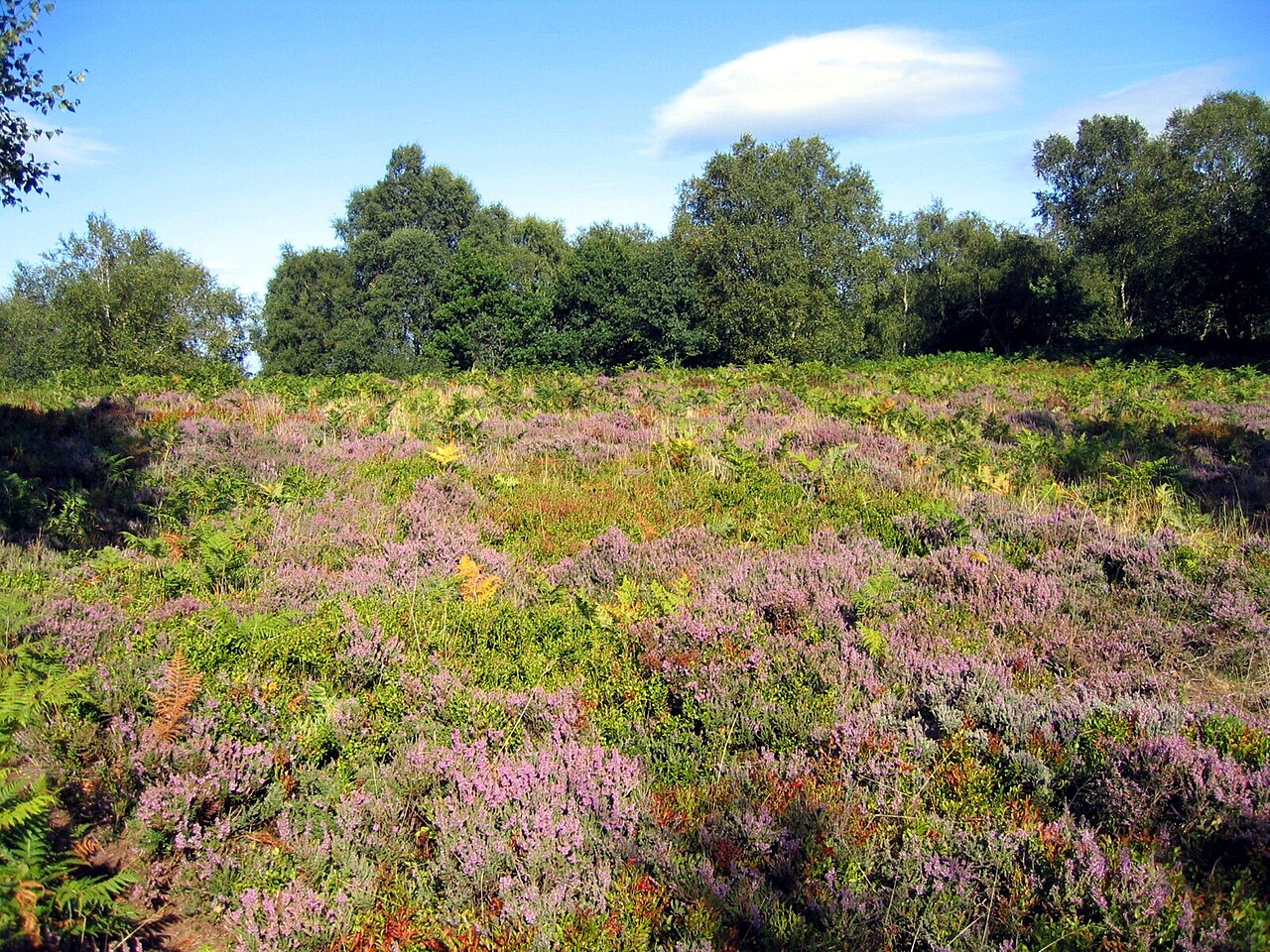 National Trust - Bickerton Hill