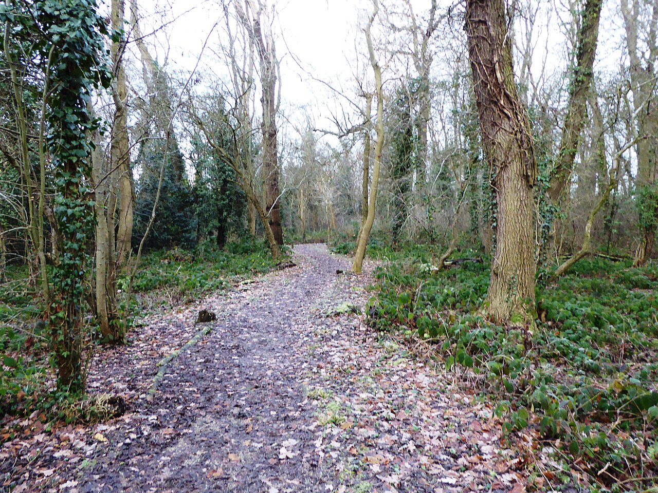 Knighton Spinney